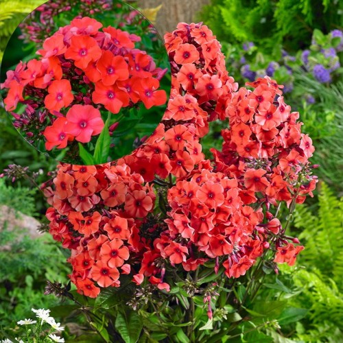 Phlox paniculata 'Orange Perfection' - Aed-leeklill 'Orange Perfection' P9/0,55L